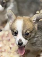 Wigglesredboy1, a male Pembroke Welsh Corgi for sale in Castalia, NC – Photo 2 of 4