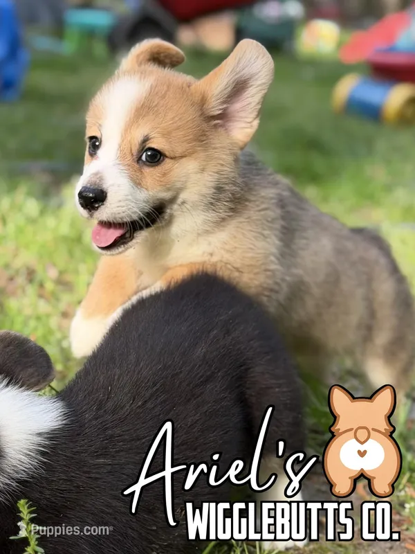 Wigglesredboy1 – Pembroke Welsh Corgi puppy for sale in Castalia, NC