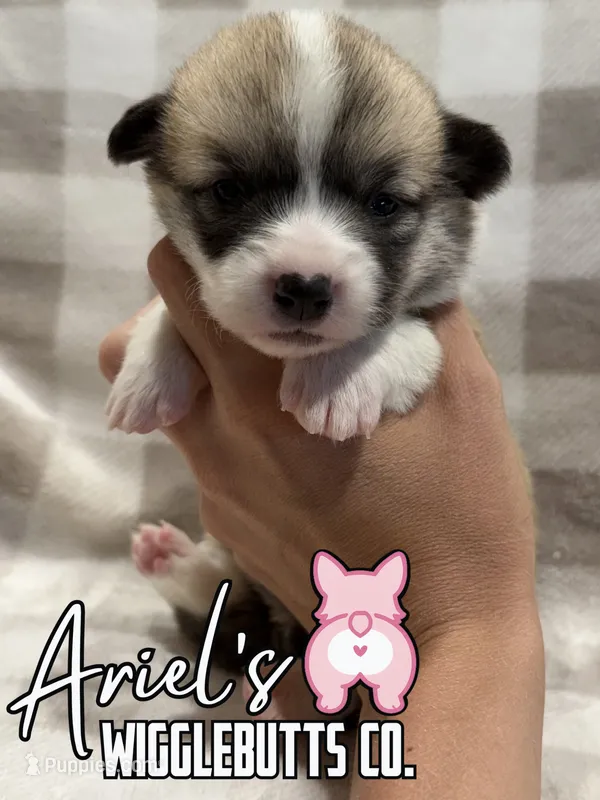 Honey – Pembroke Welsh Corgi puppy for sale in Castalia, NC