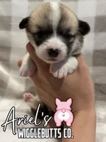 Honey, a female Pembroke Welsh Corgi for sale in Castalia, NC – 1 of 4