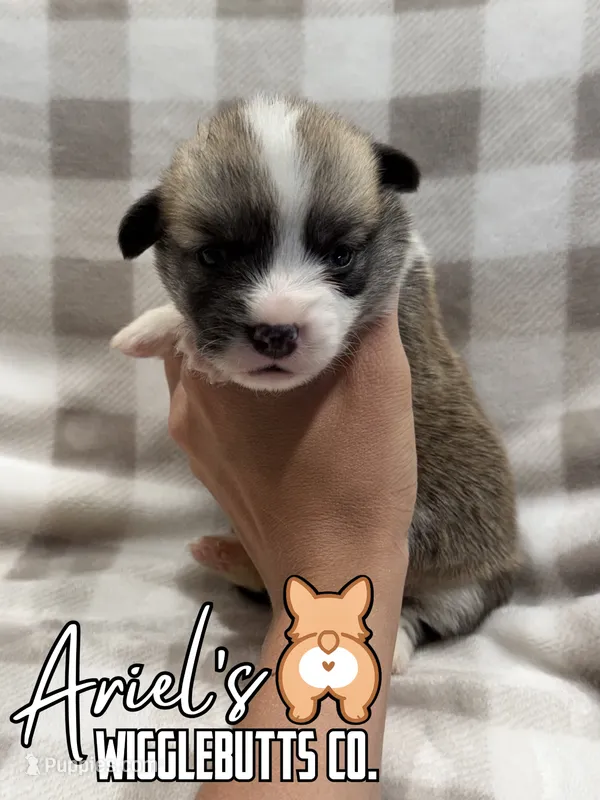 Biscuit – Pembroke Welsh Corgi puppy for sale in Castalia, NC
