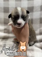 Biscuit, a male Pembroke Welsh Corgi for sale in Castalia, NC – 1 of 4