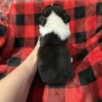 Cuppietriboy2, a male Pembroke Welsh Corgi for sale in Castalia, NC – Photo 6 of 8