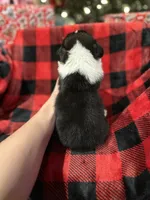 Cuppietriboy2, a male Pembroke Welsh Corgi for sale in Castalia, NC – Photo 5 of 7