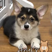 Cuppietriboy2, a male Pembroke Welsh Corgi for sale in Castalia, NC – Photo 2 of 8