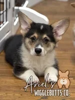 Cuppietriboy2, a male Pembroke Welsh Corgi for sale in Castalia, NC – Photo 1 of 7