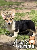 Cuppietriboy2, a male Pembroke Welsh Corgi for sale in Castalia, NC – Photo 1 of 8