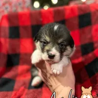 Cuppietriboy2, a male Pembroke Welsh Corgi for sale in Castalia, NC – Photo 5 of 8