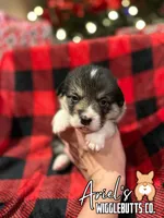 Cuppietriboy2, a male Pembroke Welsh Corgi for sale in Castalia, NC – Photo 4 of 7