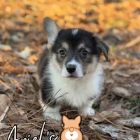 Cuppietriboy2, a male Pembroke Welsh Corgi for sale in Castalia, NC – Photo 3 of 8