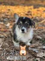 Cuppietriboy2, a male Pembroke Welsh Corgi for sale in Castalia, NC – Photo 2 of 7