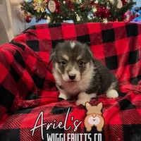 Cuppietriboy2, a male Pembroke Welsh Corgi for sale in Castalia, NC – Photo 4 of 8