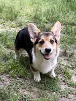 Yoshi, a male Pembroke Welsh Corgi for sale in Castalia, NC – 1 of 4