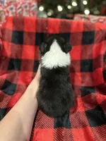 Cuppietrigirl, a female Pembroke Welsh Corgi for sale in Castalia, NC – Photo 5 of 7