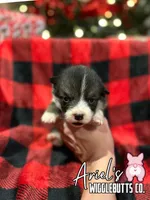 Cuppietrigirl, a female Pembroke Welsh Corgi for sale in Castalia, NC – Photo 4 of 7