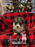 Cuppietrigirl, a female Pembroke Welsh Corgi for sale in Castalia, NC – Photo 3 of 7