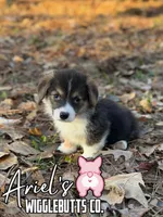 Cuppietrigirl, a female Pembroke Welsh Corgi for sale in Castalia, NC – Photo 2 of 7