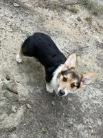 Yoshi, a male Pembroke Welsh Corgi for sale in Castalia, NC – 4 of 4
