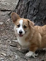 Casper, a male Pembroke Welsh Corgi for sale in Castalia, NC – 2 of 10