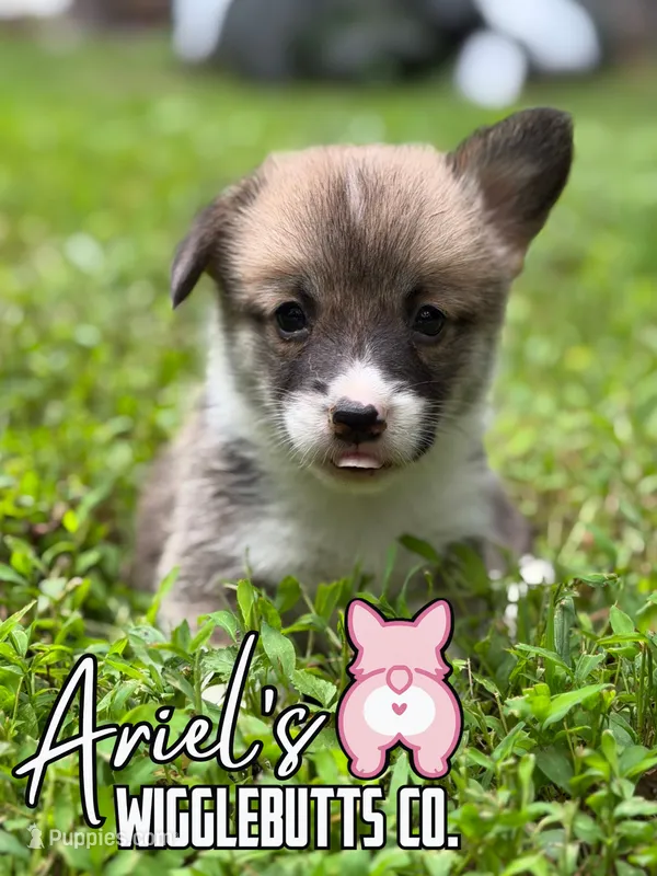 Maple – Pembroke Welsh Corgi puppy for sale in Castalia, NC