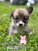 Maple, a female Pembroke Welsh Corgi for sale in Castalia, NC – 1 of 6