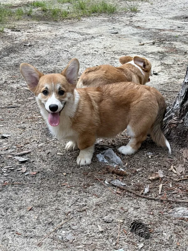 Wigglesredboy2 – Pembroke Welsh Corgi puppy for sale in Castalia, NC