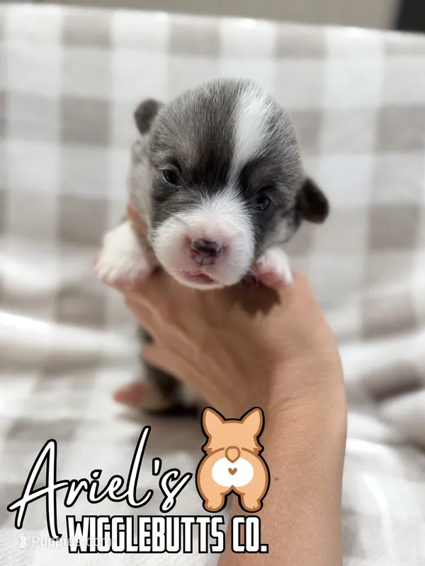 Mocha  – Pembroke Welsh Corgi puppy for sale in Castalia, NC