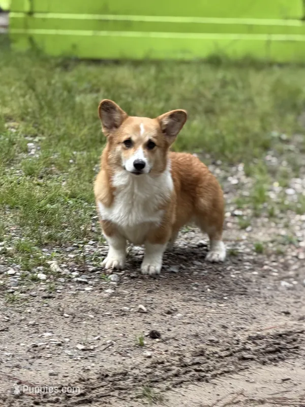 Cuppieredboy – Pembroke Welsh Corgi puppy for sale in Castalia, NC
