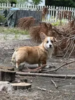 Casper, a male Pembroke Welsh Corgi for sale in Castalia, NC – 4 of 10