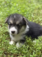 Truffle, a female Pembroke Welsh Corgi for sale in Castalia, NC – 2 of 6