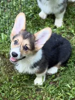 Truffle, a female Pembroke Welsh Corgi for sale in Castalia, NC – 1 of 7