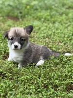 Maple, a female Pembroke Welsh Corgi for sale in Castalia, NC – 2 of 6
