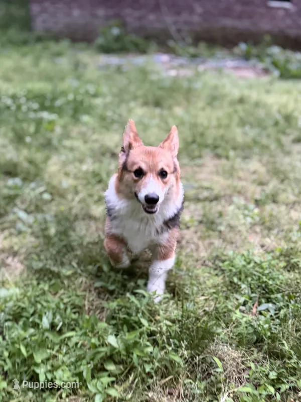 Cuppietriboy1 – Pembroke Welsh Corgi puppy for sale in Castalia, NC