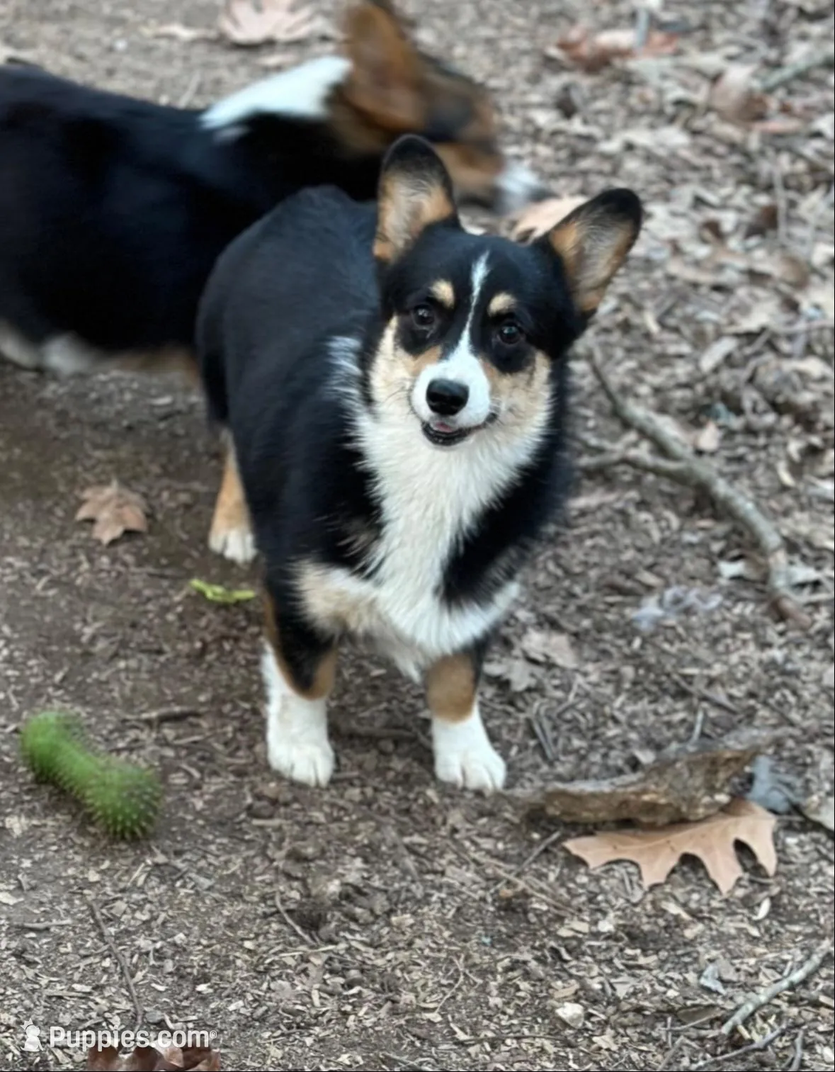 Wigglesredgirl1, a female Pembroke Welsh Corgi for sale in Castalia, NC – Photo 3 of 4