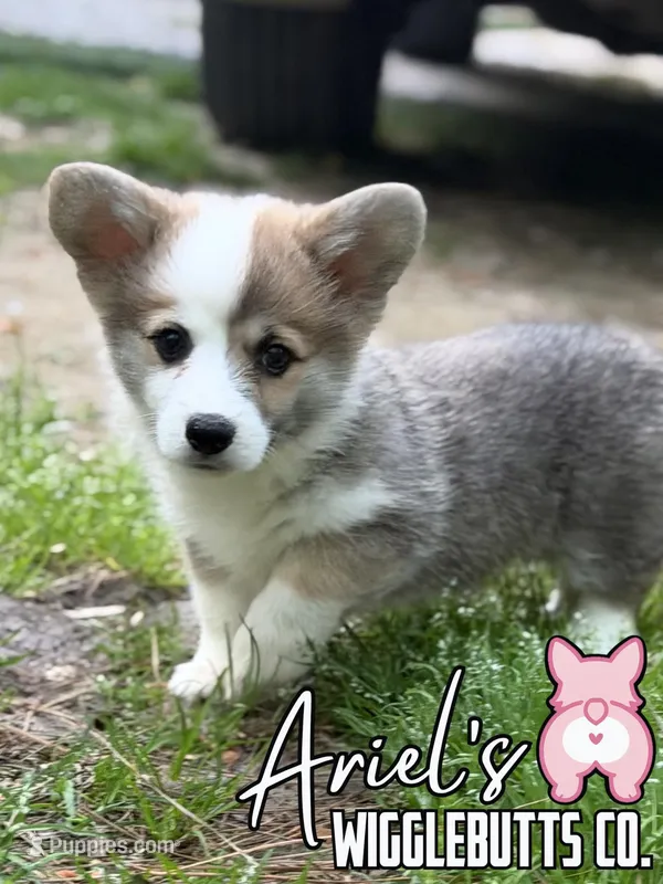 Wigglesredgirl1 – Pembroke Welsh Corgi puppy for sale in Castalia, NC