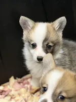 Wigglesredgirl1, a female Pembroke Welsh Corgi for sale in Castalia, NC – Photo 2 of 4