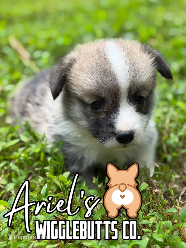 Biscuit – Pembroke Welsh Corgi puppy for sale in Castalia, NC