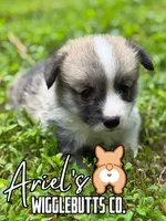 Biscuit, a male Pembroke Welsh Corgi for sale in Castalia, NC – 1 of 5