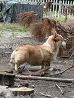 Casper, a male Pembroke Welsh Corgi for sale in Castalia, NC – 3 of 3