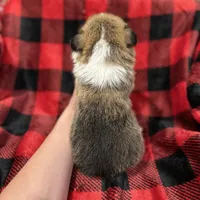 Cuppieredboy, a male Pembroke Welsh Corgi for sale in Castalia, NC – Photo 6 of 8