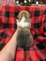 Cuppieredboy, a male Pembroke Welsh Corgi for sale in Castalia, NC – Photo 5 of 7