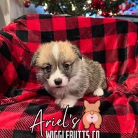 Cuppieredboy, a male Pembroke Welsh Corgi for sale in Castalia, NC – Photo 4 of 8