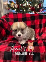 Cuppieredboy, a male Pembroke Welsh Corgi for sale in Castalia, NC – Photo 3 of 7