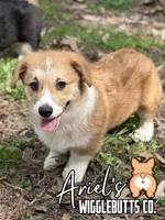 Cuppieredboy, a male Pembroke Welsh Corgi for sale in Castalia, NC – Photo 1 of 8