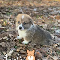 Cuppieredboy, a male Pembroke Welsh Corgi for sale in Castalia, NC – Photo 3 of 8