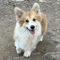 Cuppieredboy, a male Pembroke Welsh Corgi for sale in Castalia, NC – Photo 7 of 8