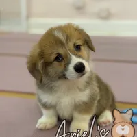 Cuppieredboy, a male Pembroke Welsh Corgi for sale in Castalia, NC – Photo 2 of 8