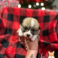 Cuppieredboy, a male Pembroke Welsh Corgi for sale in Castalia, NC – Photo 5 of 8