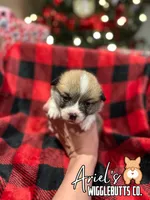 Cuppieredboy, a male Pembroke Welsh Corgi for sale in Castalia, NC – Photo 4 of 7