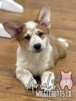 Creamgirl3, a female Australian Cattle Dog and Pembroke Welsh Corgi for sale in Castalia, NC – Photo 1 of 10